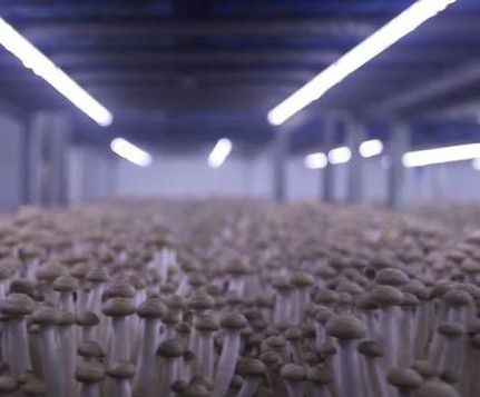 泗陽食用菌 從海鮮仿味到產(chǎn)業(yè)“單打冠軍”的崛起之路